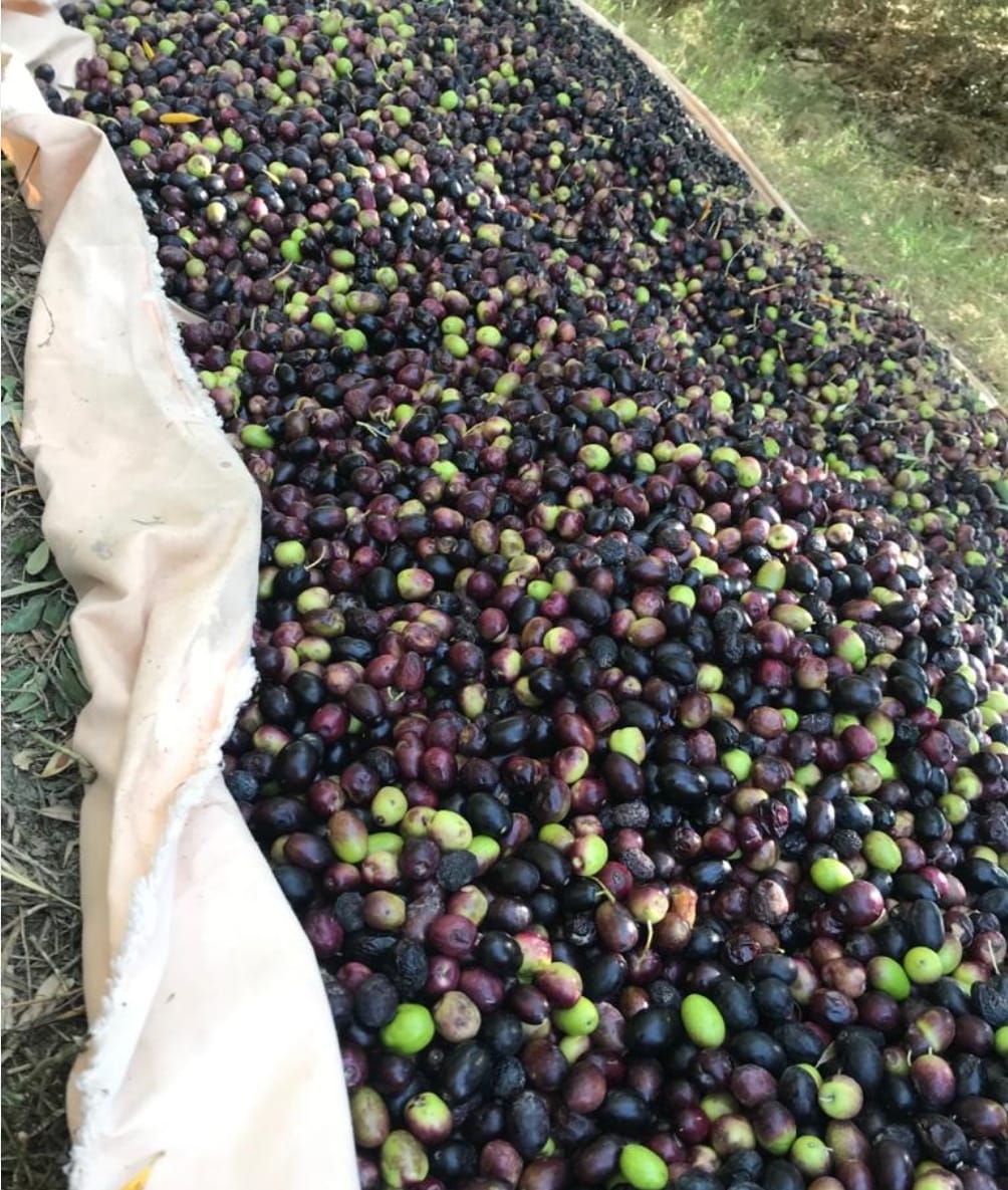 Organic Olives — Hand-Harvested at Peak Ripeness